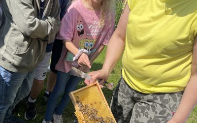 Die 2. Klassen zu Besuch bei den Bienen