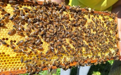 Zweite Klassen auf Bienen-Mission